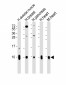 COX7A1 Antibody (Center)
